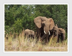 Elephants in Pilanesberg National Park